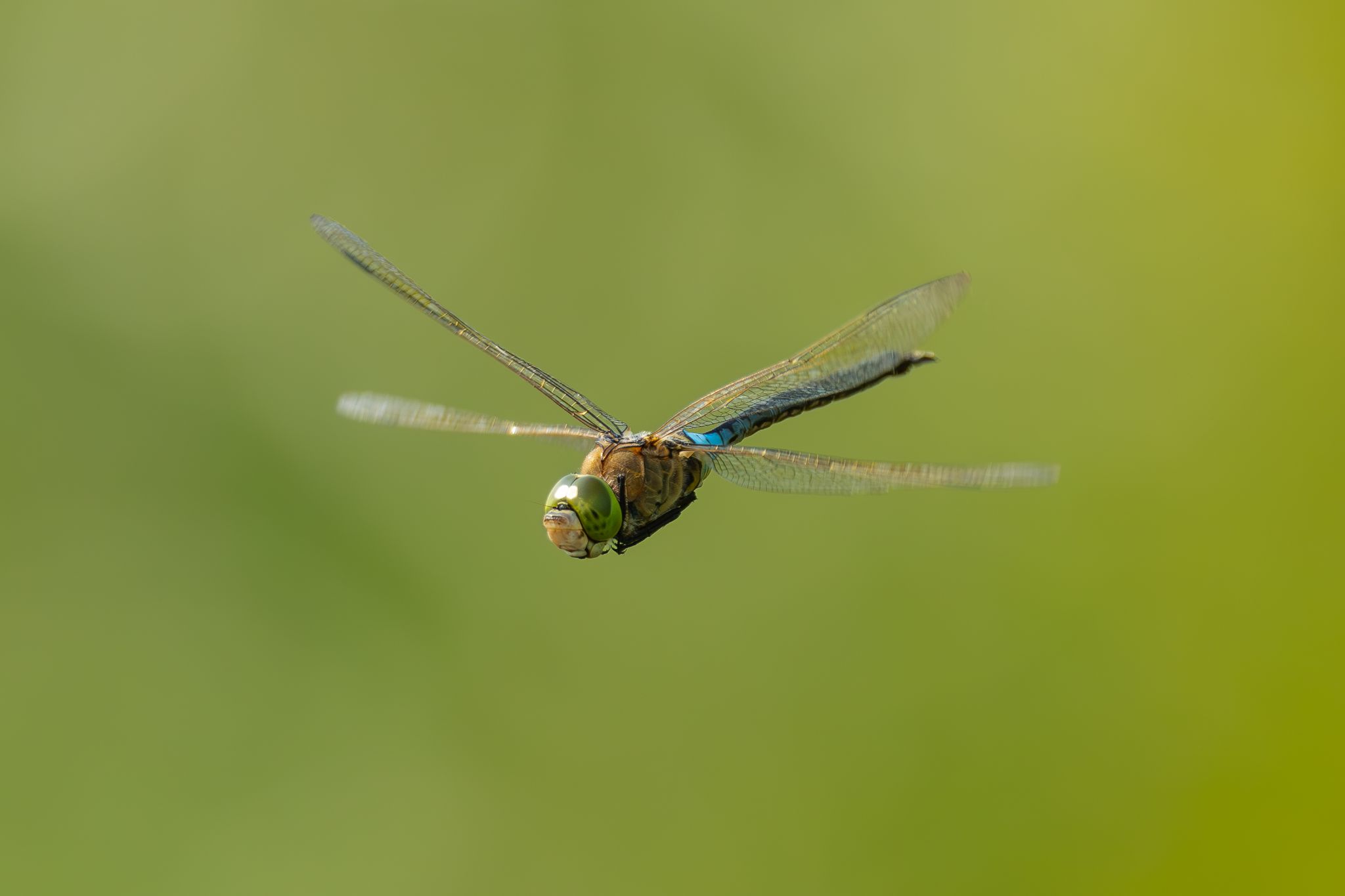Kleine Königslibelle