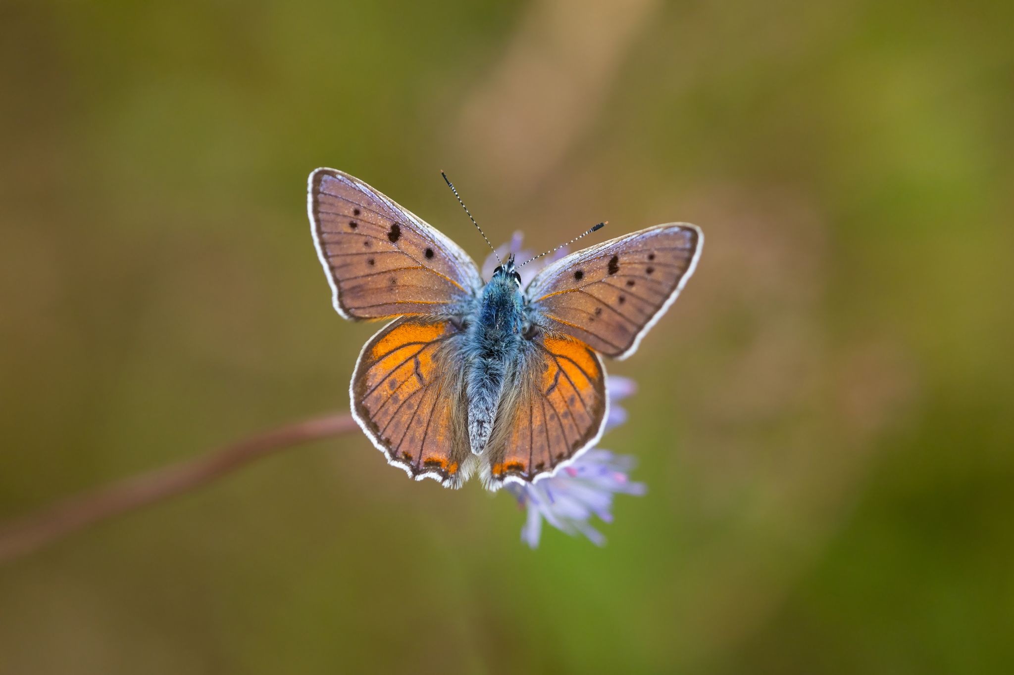 Violetter Feuerfalter