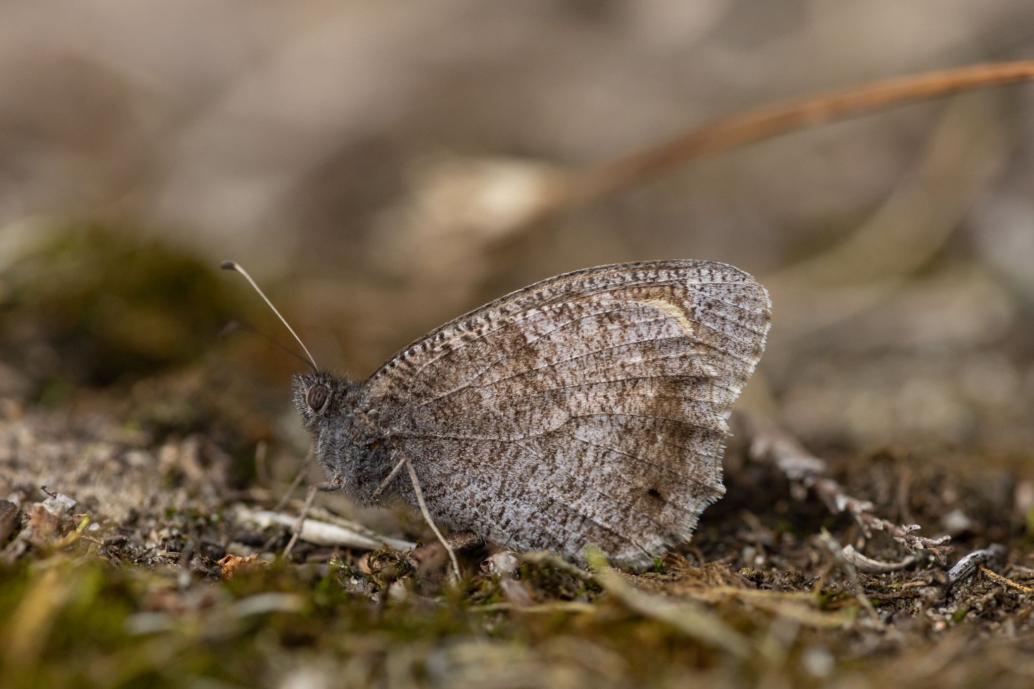 Eisenfarbener Samtfalter