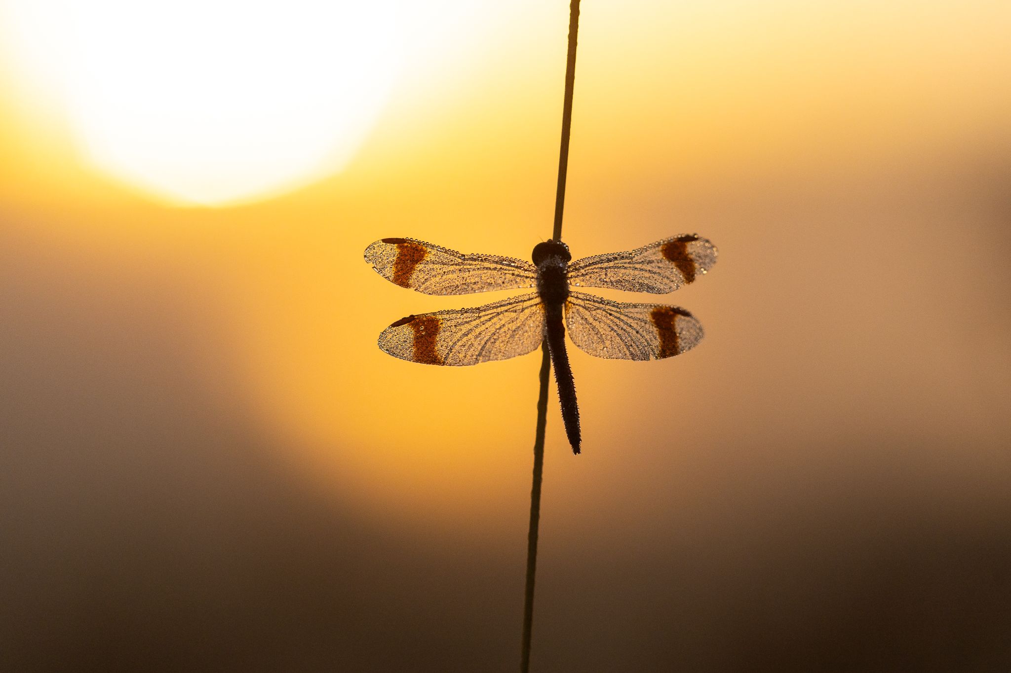 Gebänderte Heidelibelle