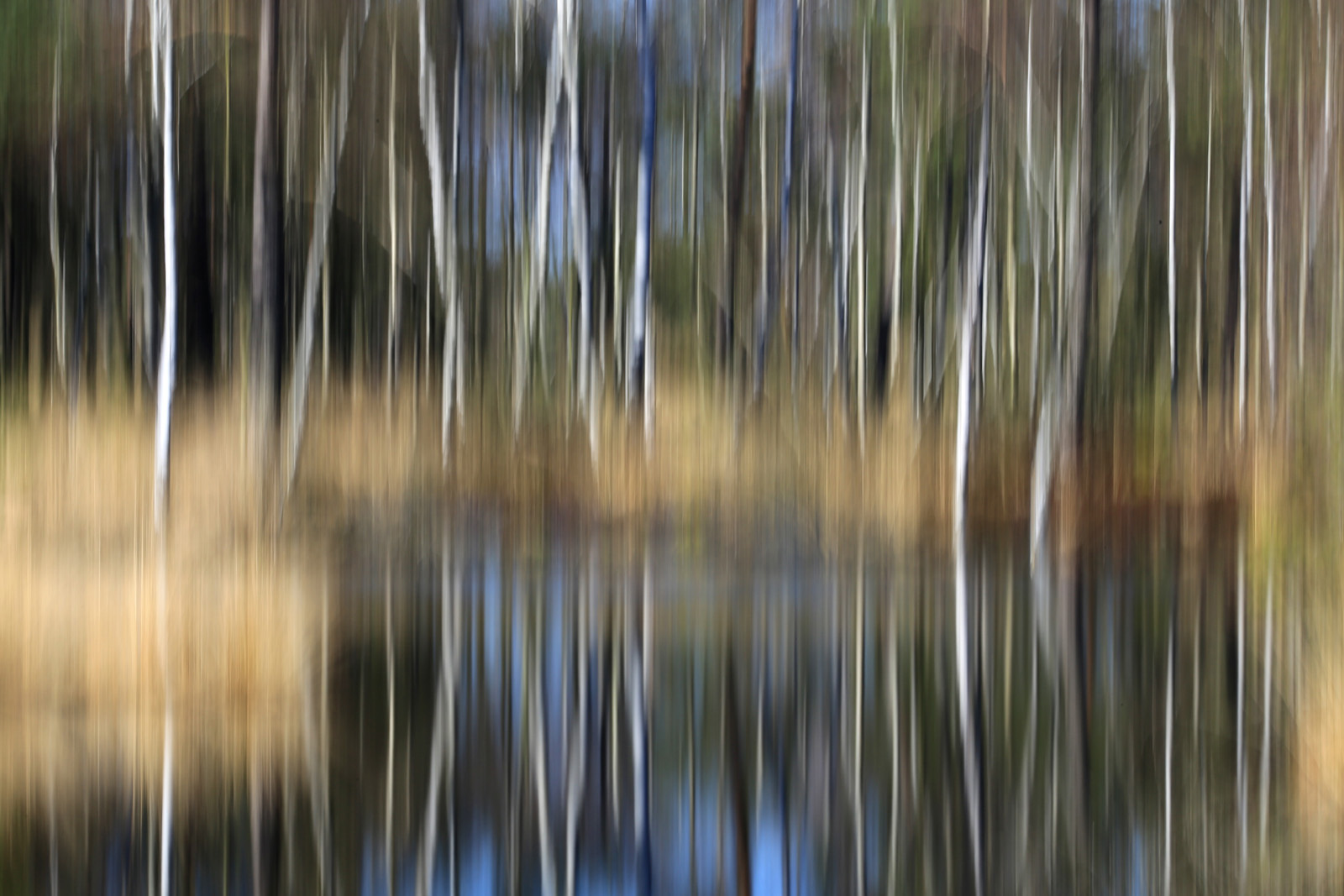Birken im Moor