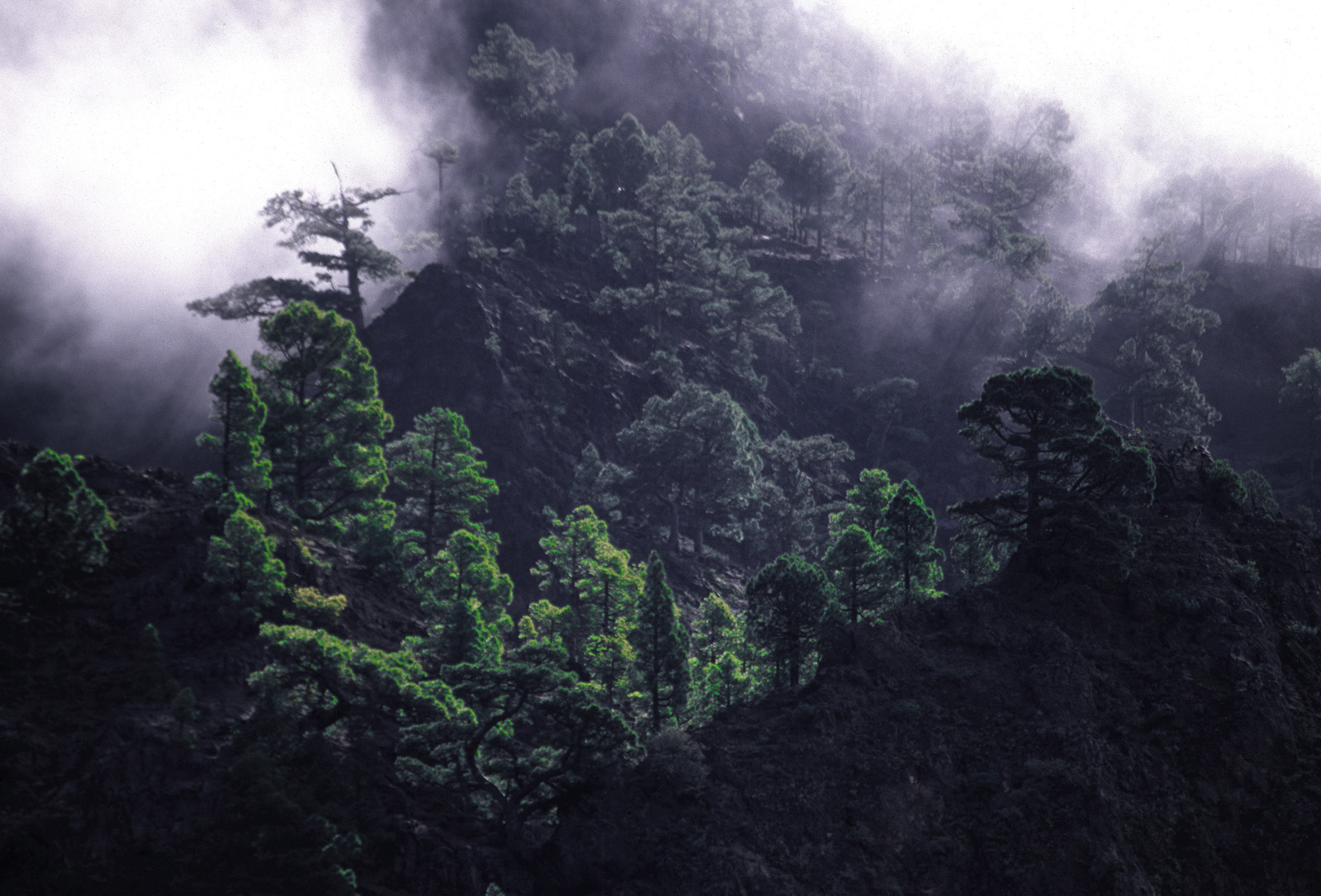 Pines in the clouds
