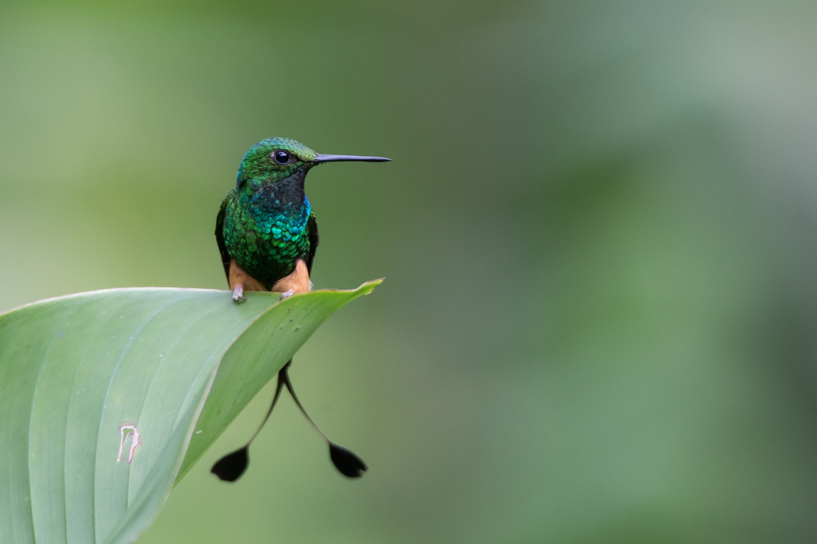 Booted Racket Tail