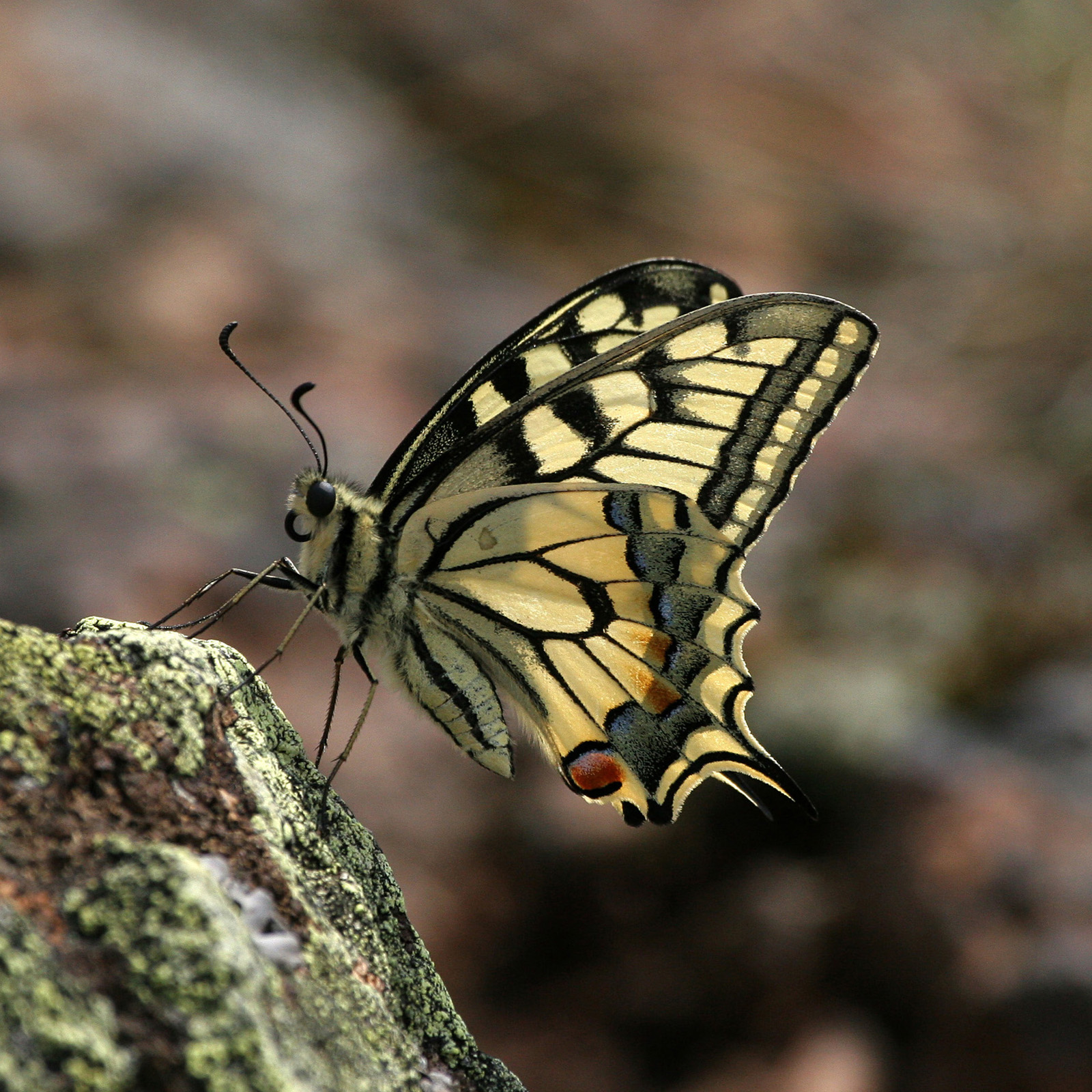 Schwalbenschwanz (Papilio machaon)