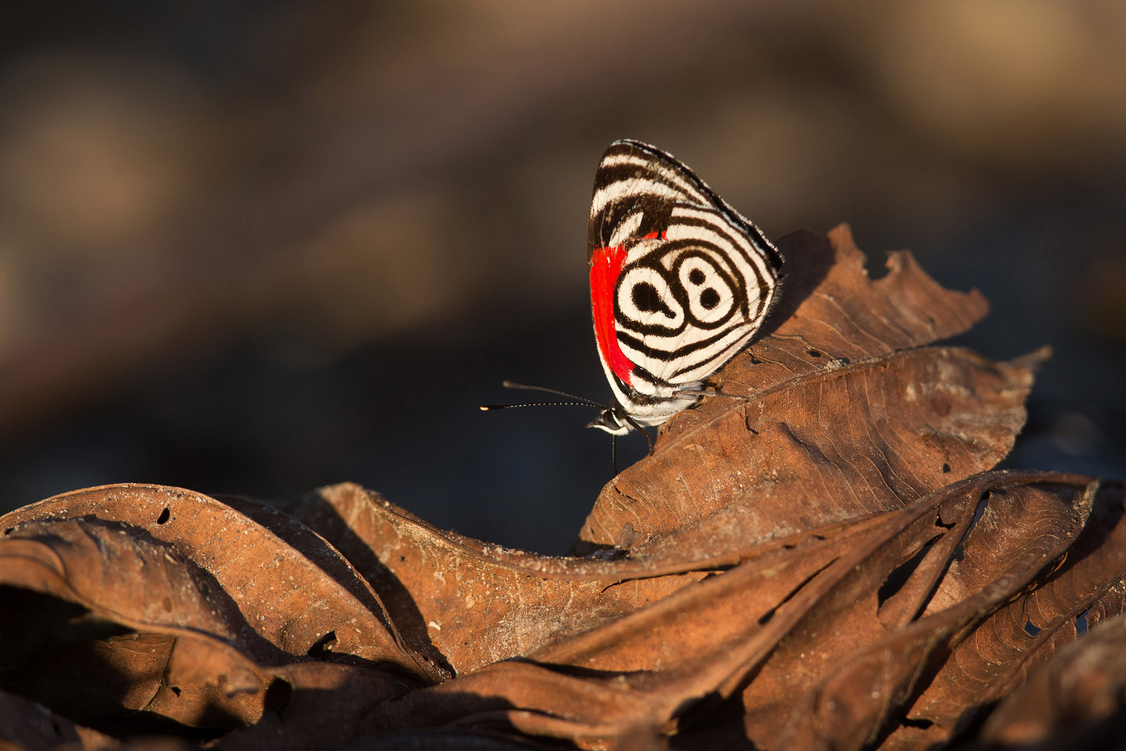 Diaethrea clymena