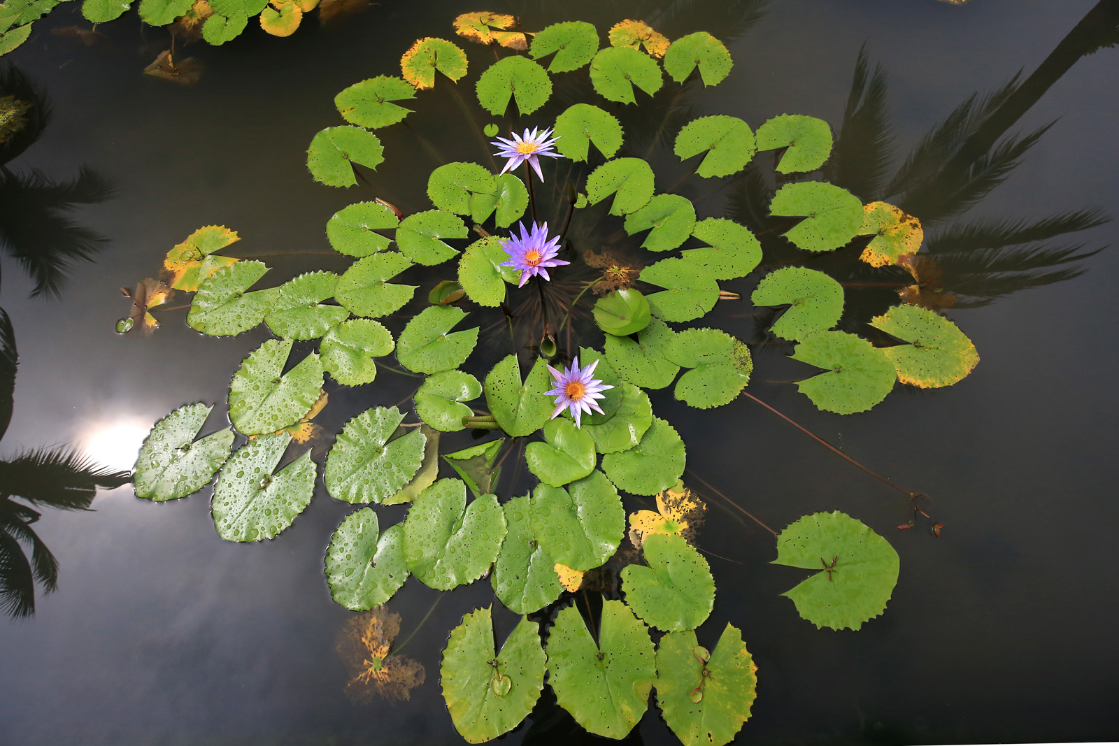 Lotusteich