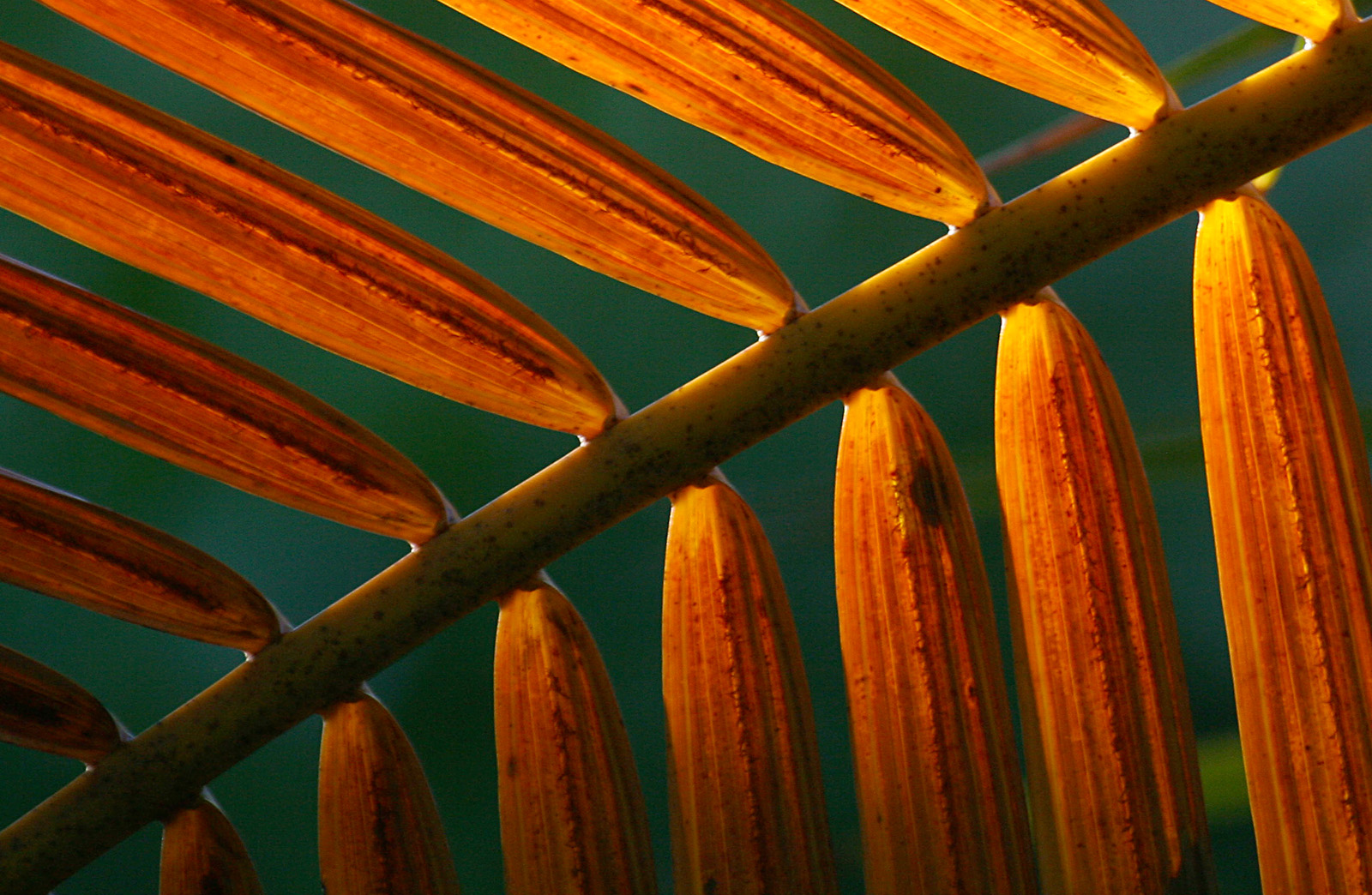 Palmwedel im Gegenlicht