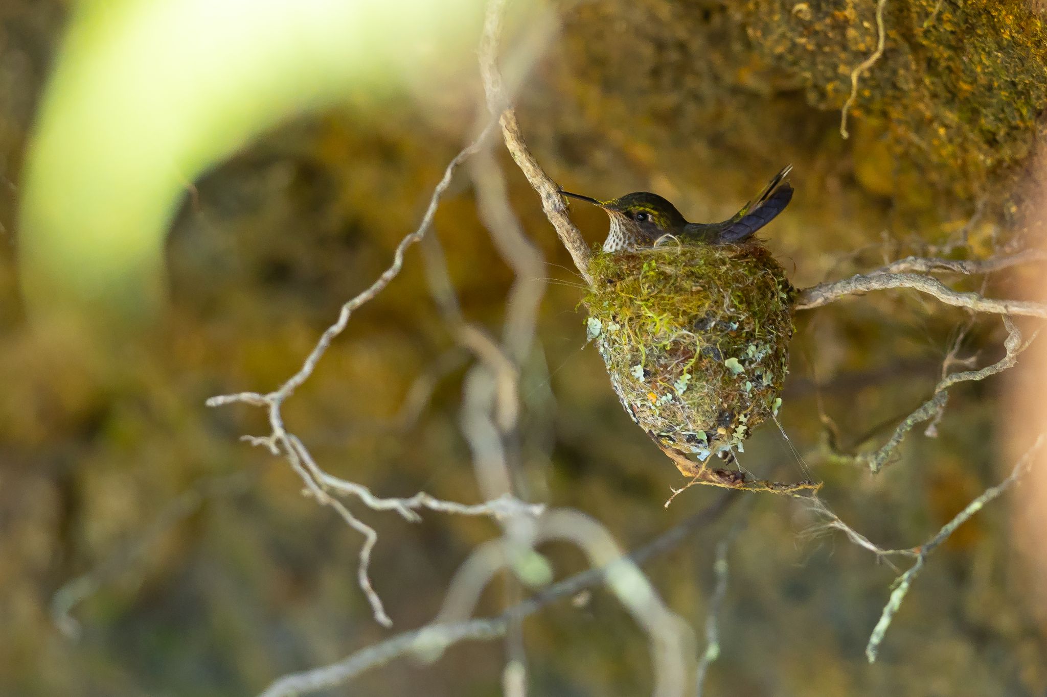 Volcano Hummingbird