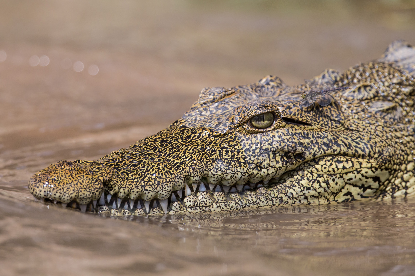 Nilkrokodil