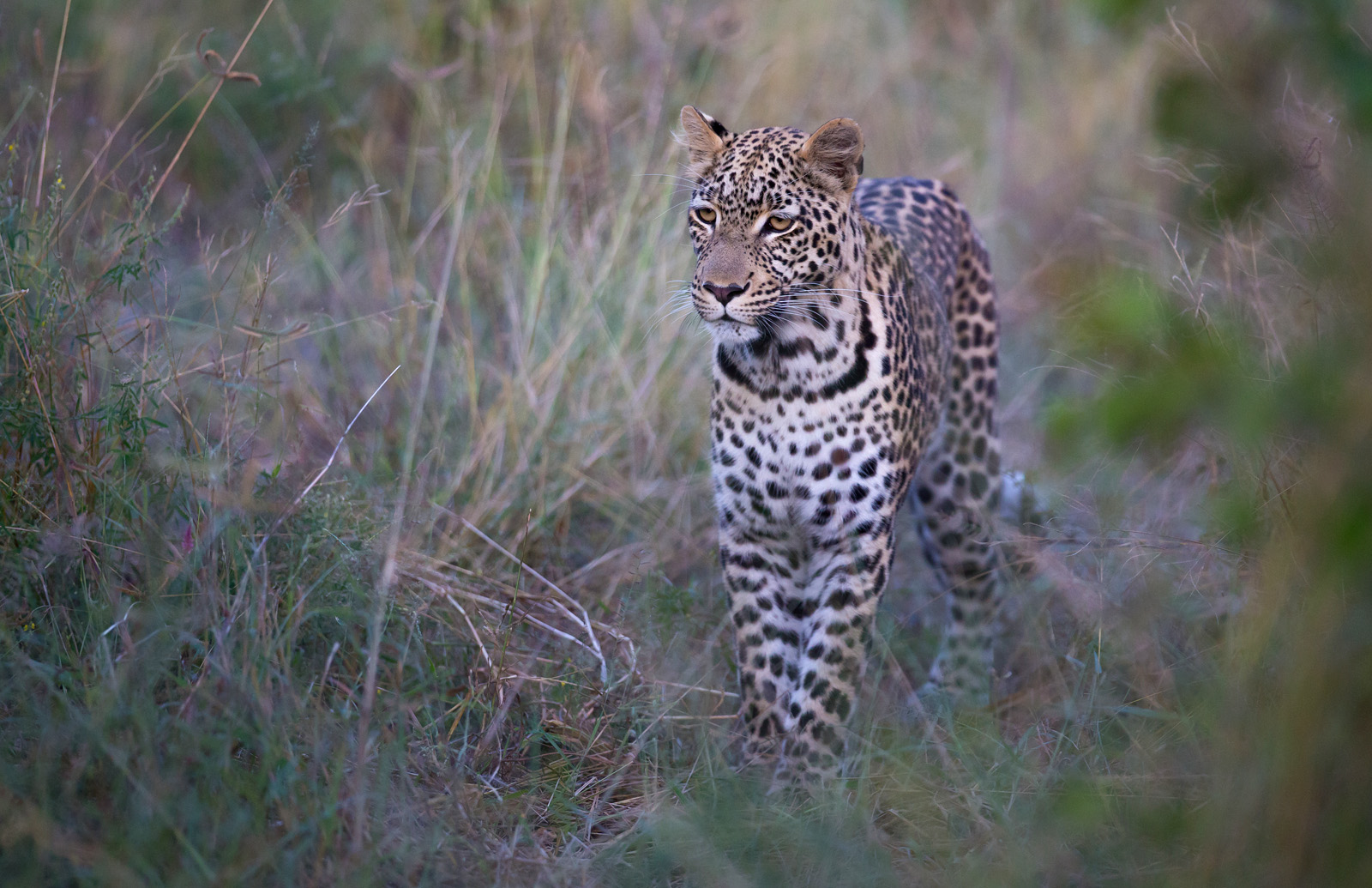 Leopard im Gras