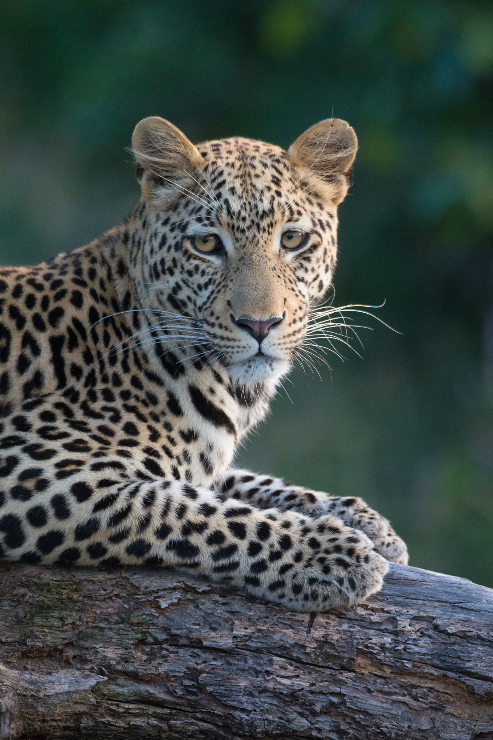 Leopard