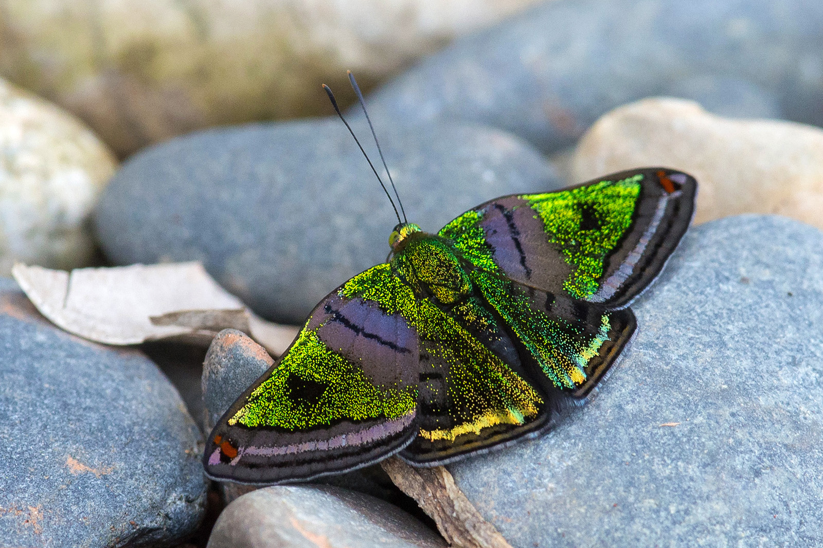 Caria mantinea