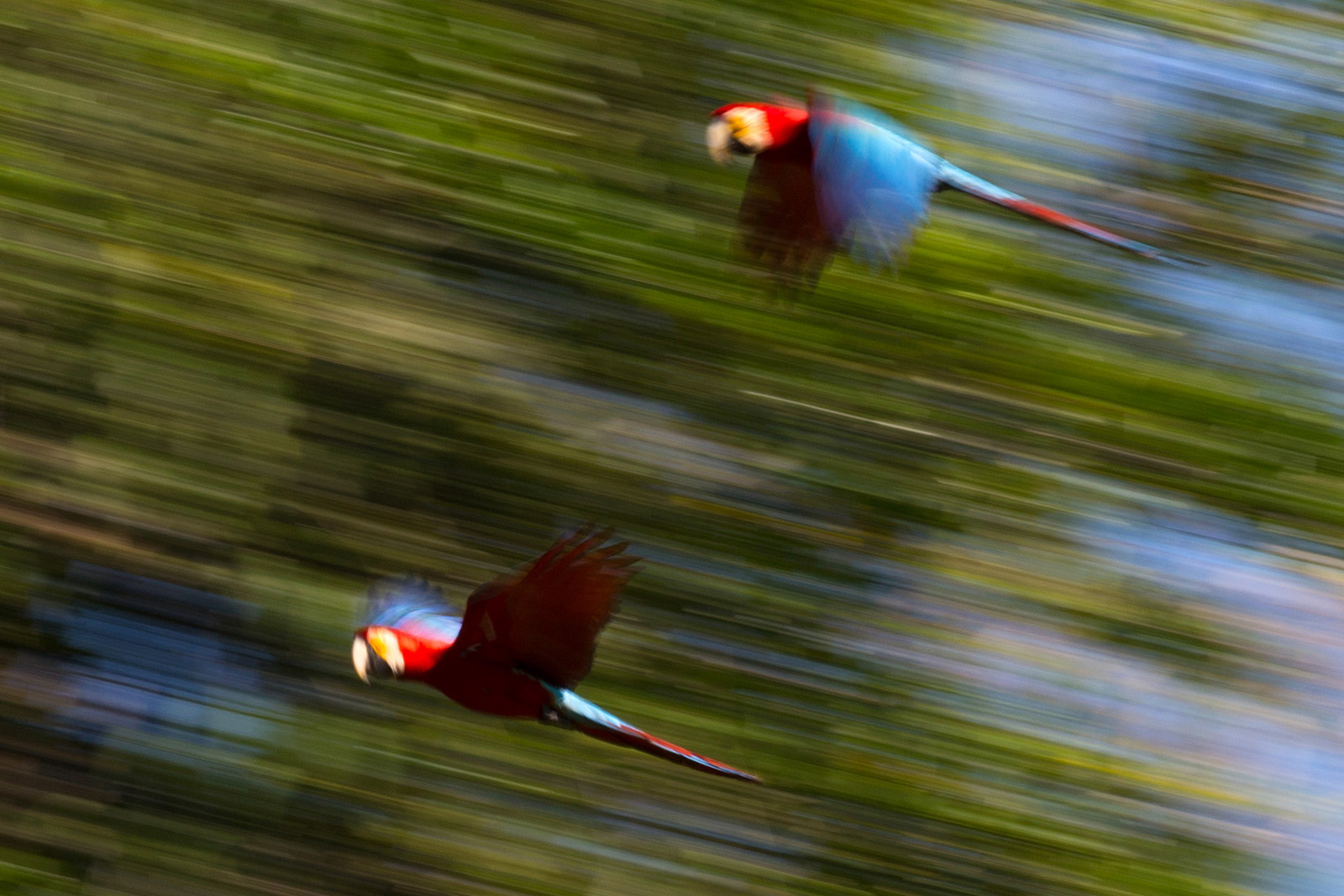 Fliegende Aras
