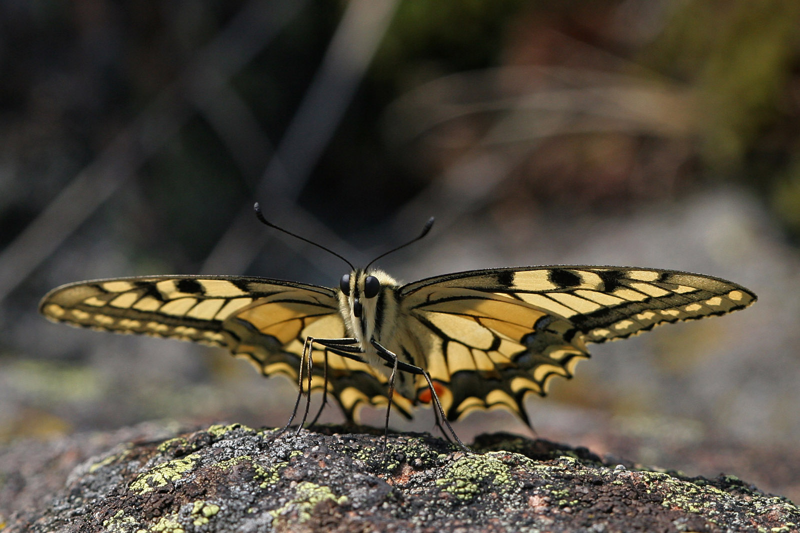 Schwalbenschwanz (Papilio machaon)
