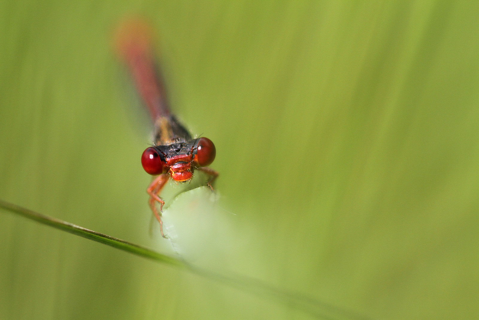 Späte Adonislibelle (Ceriagrion tenellum)