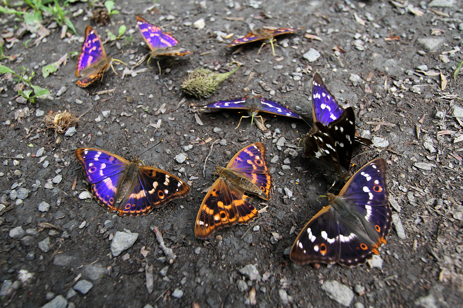 Kleiner Schillerfalter (Apatura ilia)