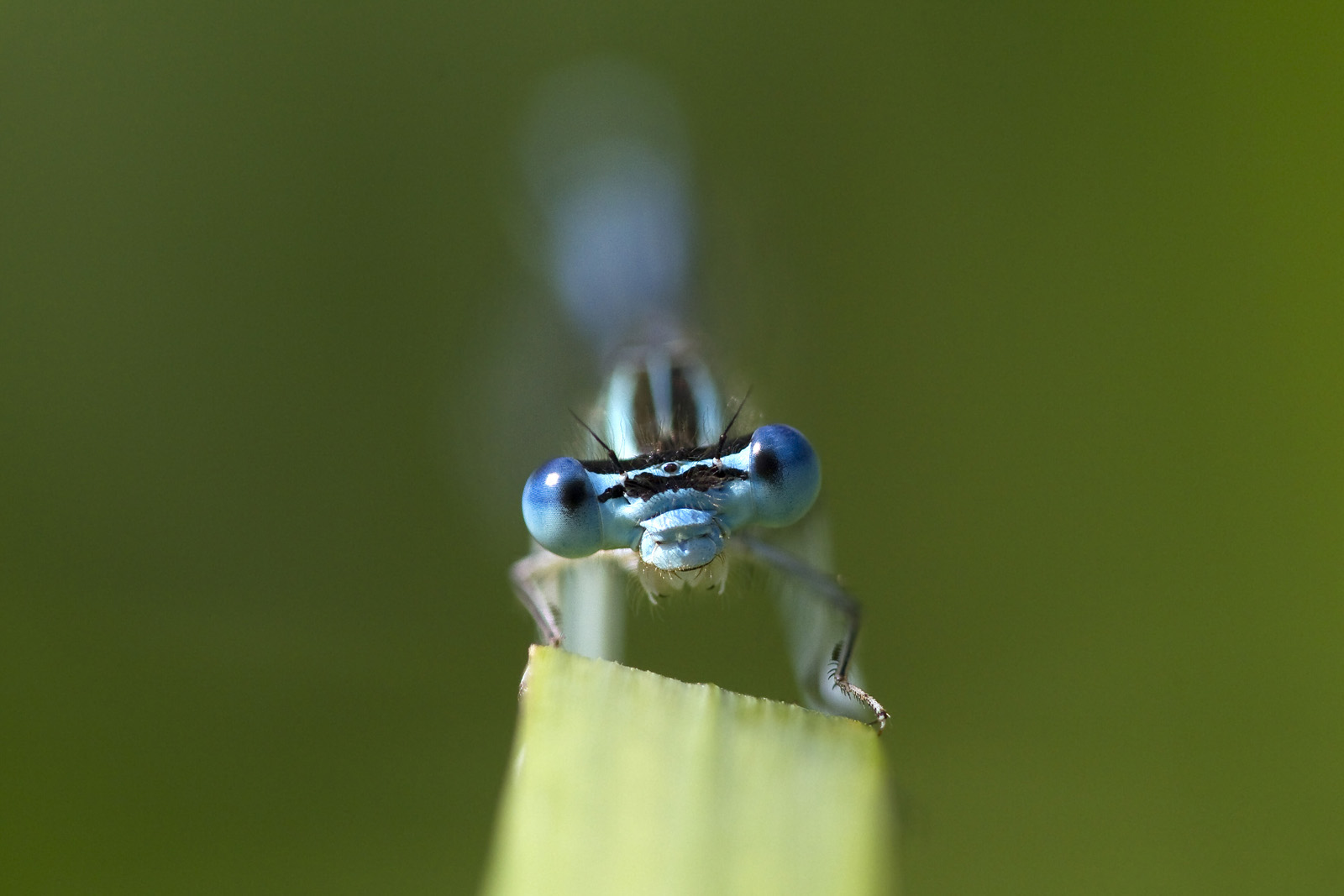 Azurjungfer-Portrait