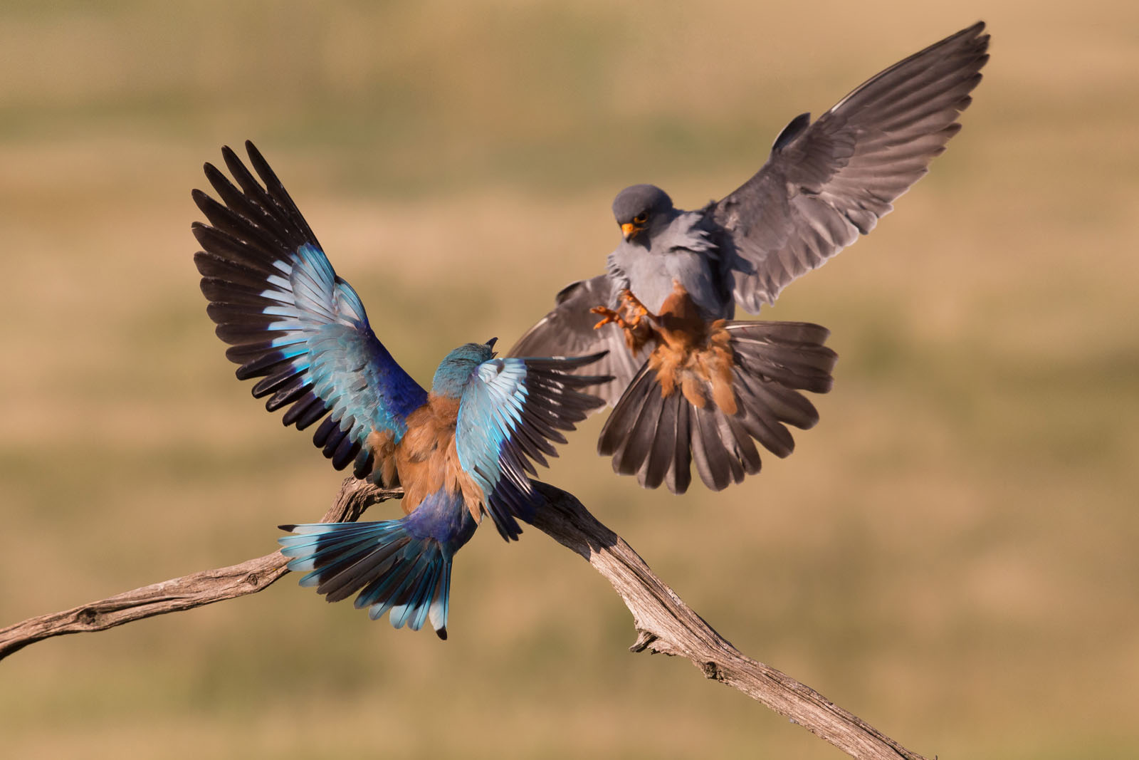 Blauracke und Rotfußfalke beim Kampf