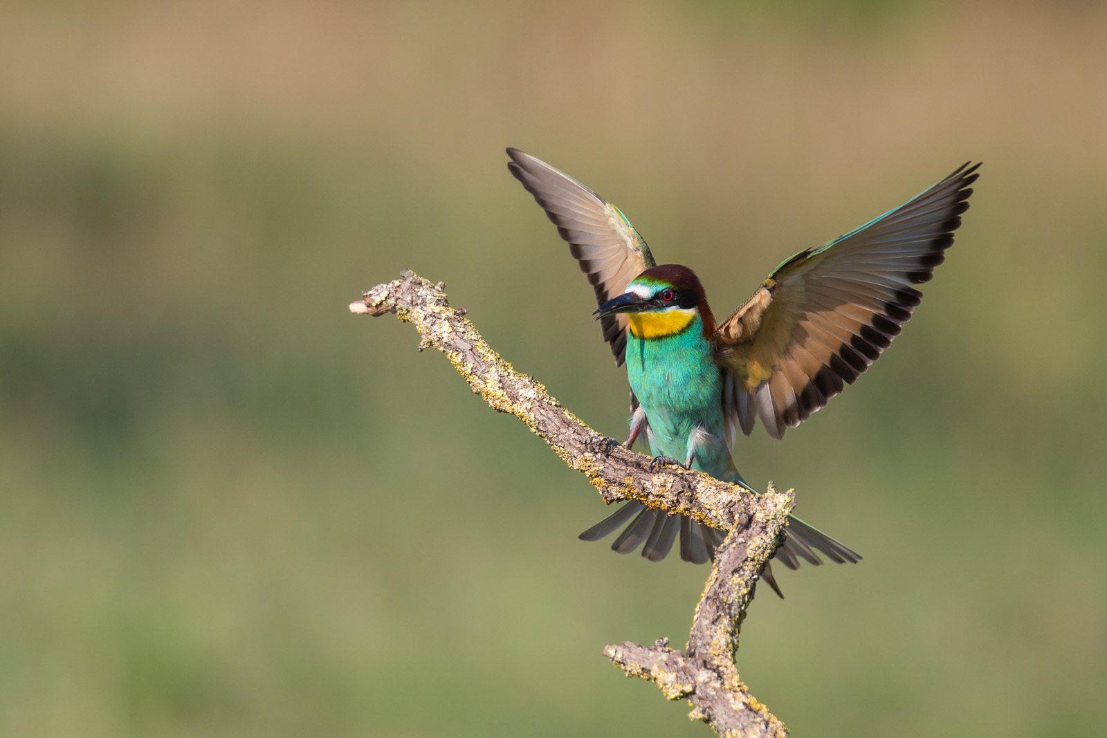 Bienenfresser im Anflug