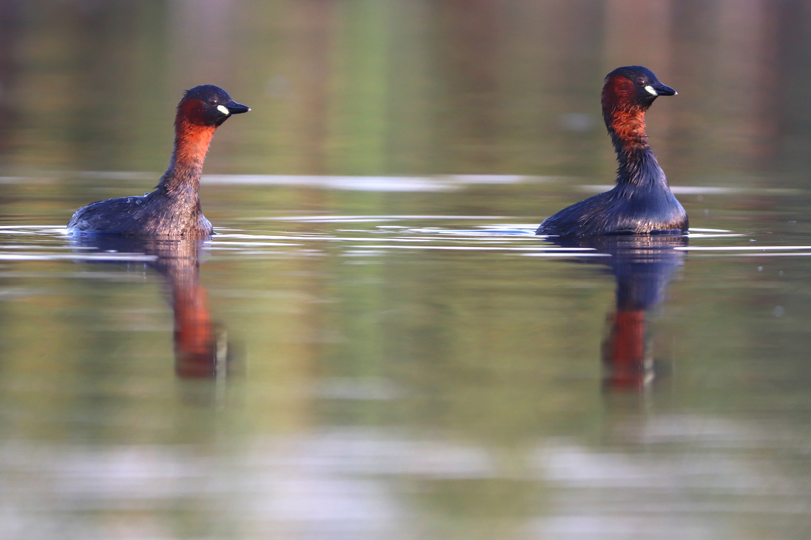 Zwergtaucherpärchen
